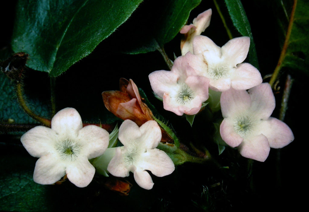 Trailing Arbutus