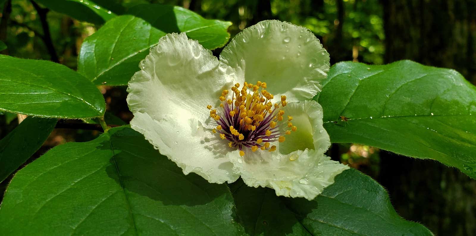 Mountain Camellia