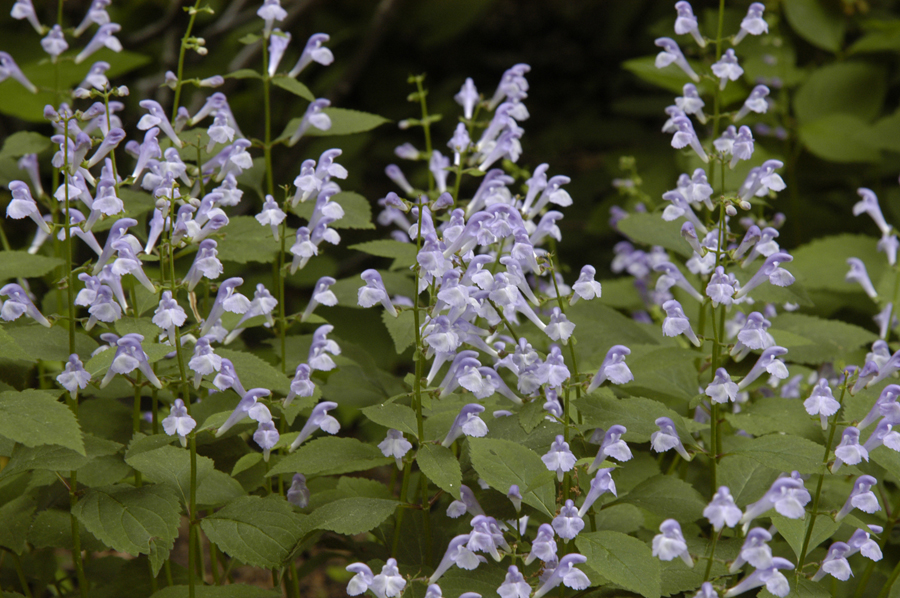 Showy Skullcap